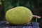 Jackfruit on wood background (Artocarpus heterophyllus)