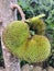 Jackfruits