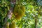 Jackfruits hanging on jackfruit tree