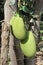 Jackfruits hanging over the tree in tropical region of India