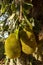 Jackfruits hanging in trees in a tropical fruit garden