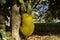 Jackfruits hanging in trees in a tropical fruit garden