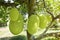 Jackfruits On the Jackfruit tree