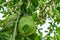 Jackfruits on the jackfruit tree