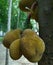 Jackfruits in jackfruit tree
