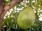 Jackfruits On the Jackfruit tree, Jackfruits Artocarpus heterophyllus. Fruit concept.