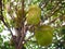 Jackfruits On the Jackfruit tree, Jackfruits Artocarpus heterophyllus. Fruit concept.
