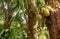 Jackfruits in a tree