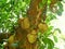 Jackfruits tree
