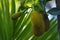 Jackfruits on tree close-up photography