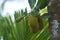 Jackfruits on tree close-up photography