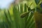 Jackfruits on tree close-up photography