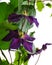 Jackmanii Clematis purple blooms add color to garden