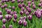 Jackpot Tulips, Veldheer Tulip Gardens, Holland, MI