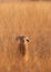 Jackrabbit sitting in the morning sun in a field of dry golden grass with it`s ears down in a relaxed posture