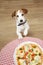 Jackrussell dog begging for human pizza food with paws over the table