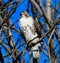 Jackson Park Hawk #1