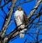 Jackson Park Hawk #2