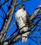 Jackson Park Hawk #3