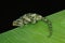 Jackson`s Chameleon, chamaeleo jacksoni, Female against Black Background