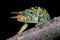 JACKSON`S CHAMELEON chamaeleo jacksoni, MALE WITH HORNS