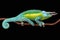 Jackson\'s chameleon (Trioceros jacksonii jacksonii)