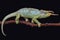 Jackson\'s chameleon (Trioceros jacksonii merumontanus)