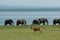 A Jackson's hartebeest walks in front of a herd of elephants in the Murchison Falls National Park in Uganda