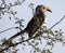 Jackson\\\'s Hornbill bird resting on the dry branches of a tree in the African savanna of South Africa