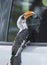 Jackson`s Hornbill checking his reflections in car wind shield seen at lake Bogoria, Kenya