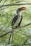 Jackson`s Hornbill seen sitting on a tree branch at lake Bogoria, Kenya