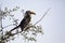 Jackson\\\'s Hornbill on a tree in the African savannah of South Africa these South African birds are very beautiful