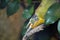 Jacksons chameleon sitting on a branch face portrait looking at the camera