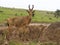 Jacksons hartebeest, Alcelaphus buselaphus