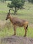 Jacksons hartebeest, Alcelaphus buselaphus