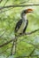 Jacksons Hornbill only found in North West Kenya and North East Uganda