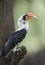 Jacksons Hornbill or Tockus jacksoni, Kenya