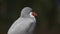 JACKSONVILLE, FL, USA- OCT, 23, 2017: 4K 60p close up shot of an inca tern turning its head towards the camera