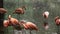 JACKSONVILLE, FL, USA- OCT, 23, 2017: close up of an american flamingo flock standing in a pond