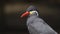 JACKSONVILLE, FL, USA- OCT, 23, 2017: slow motion close up of an inca tern