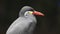 JACKSONVILLE, FL, USA- OCT, 23, 2017: slow motion profile shot of an inca tern with its unusual white mustache