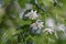 Jacktree Sinojackia xylocarpa bright white flowers