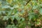 Jacktree Sinojackia xylocarpa with ovoid brown fruits