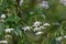 Jacktree Sinojackia xylocarpa pending bright white flowers