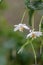 Jacktree Sinojackia xylocarpa some bright white flowers