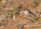 Jacky Winter flycatcher Microeca fascinans perched