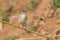 Jacky Winter Flycatcher microeca fascinans perched on a twig