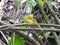 Jaco Costa Rica jungle bird