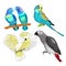 Jaco, Lovebird, wavy parrot kakadu set. Vector illustration