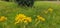 The Jacob\\\'s ragwort (Senecio jacobaea) blooms in all its glory and attracts insects